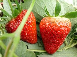 红颜草莓苗,法兰地草莓苗,-东港圣德伯瑞农业技术开发产品列